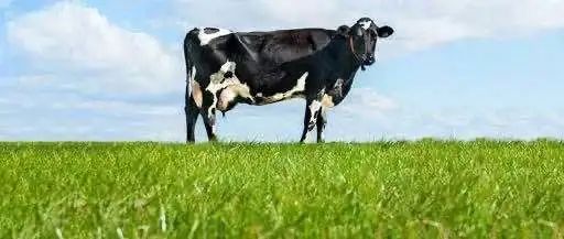 从乳企半年报看乳业新增长周期下的竞争态势!