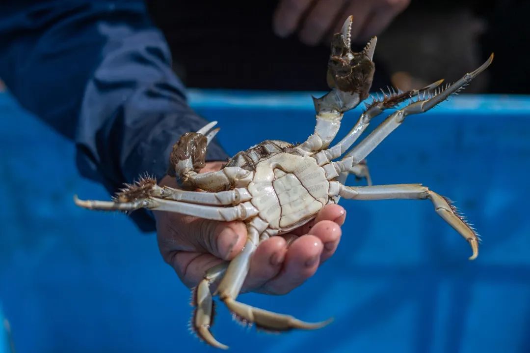 阳澄湖水下故事:洗澡蟹称王,掮客季赚67万
