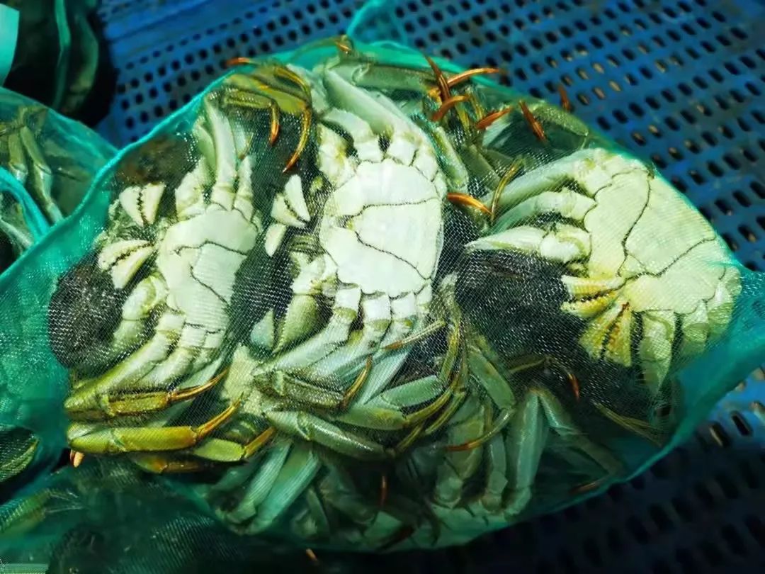 阳澄湖水下故事:洗澡蟹称王,掮客季赚67万