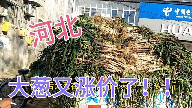 菜价为何大涨?去年买不起猪肉,今年买不起大葱