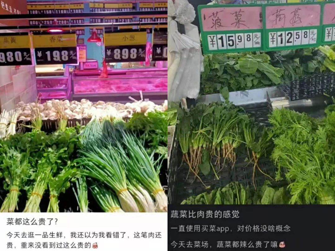 菜价涨到上天,菜农却血本无归:冰雪两重天背后,钱都被谁赚走了?
