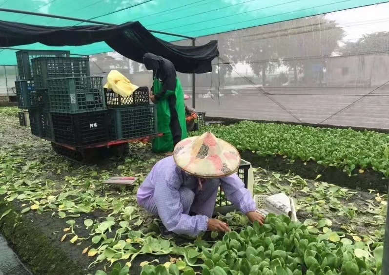 菜价涨到上天，菜农却血本无归：冰雪两重天背后，钱都被谁赚走了？