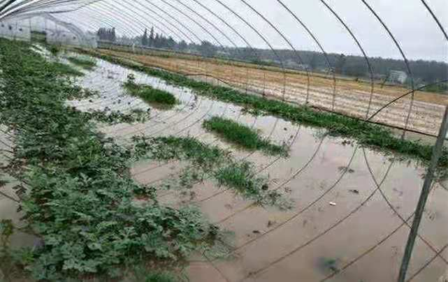 菜价涨到上天,菜农却血本无归:冰雪两重天背后,钱都被谁赚走了?