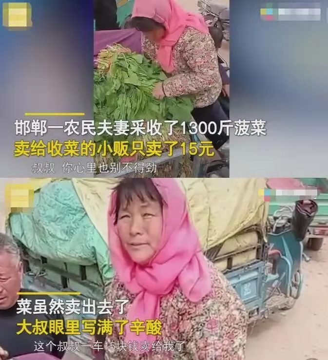 菜价涨到上天,菜农却血本无归:冰雪两重天背后,钱都被谁赚走了?