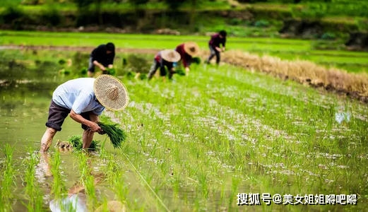 农村“统一耕种”逐渐成主流