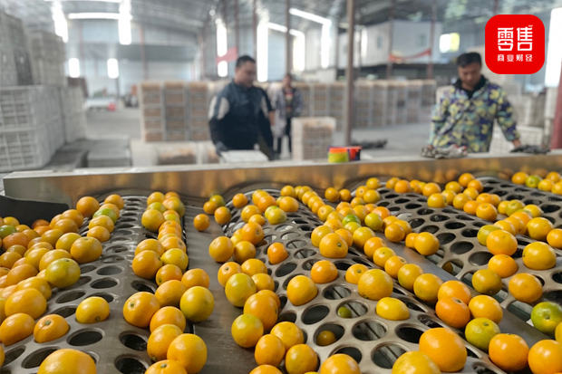 营销案例:这里的冰糖橙为何大器晚“橙”?