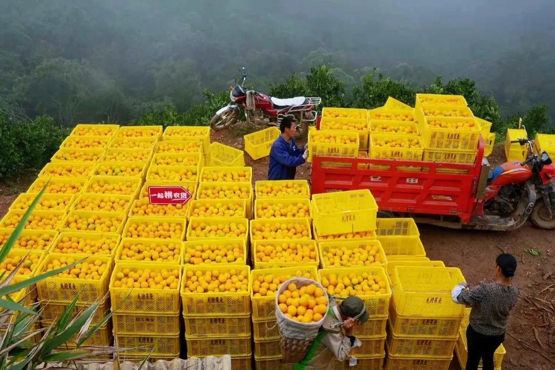 营销案例:这里的冰糖橙为何大器晚“橙”?