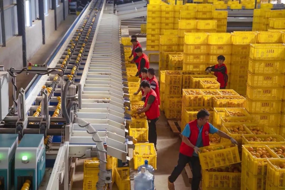 营销案例:这里的冰糖橙为何大器晚“橙”?