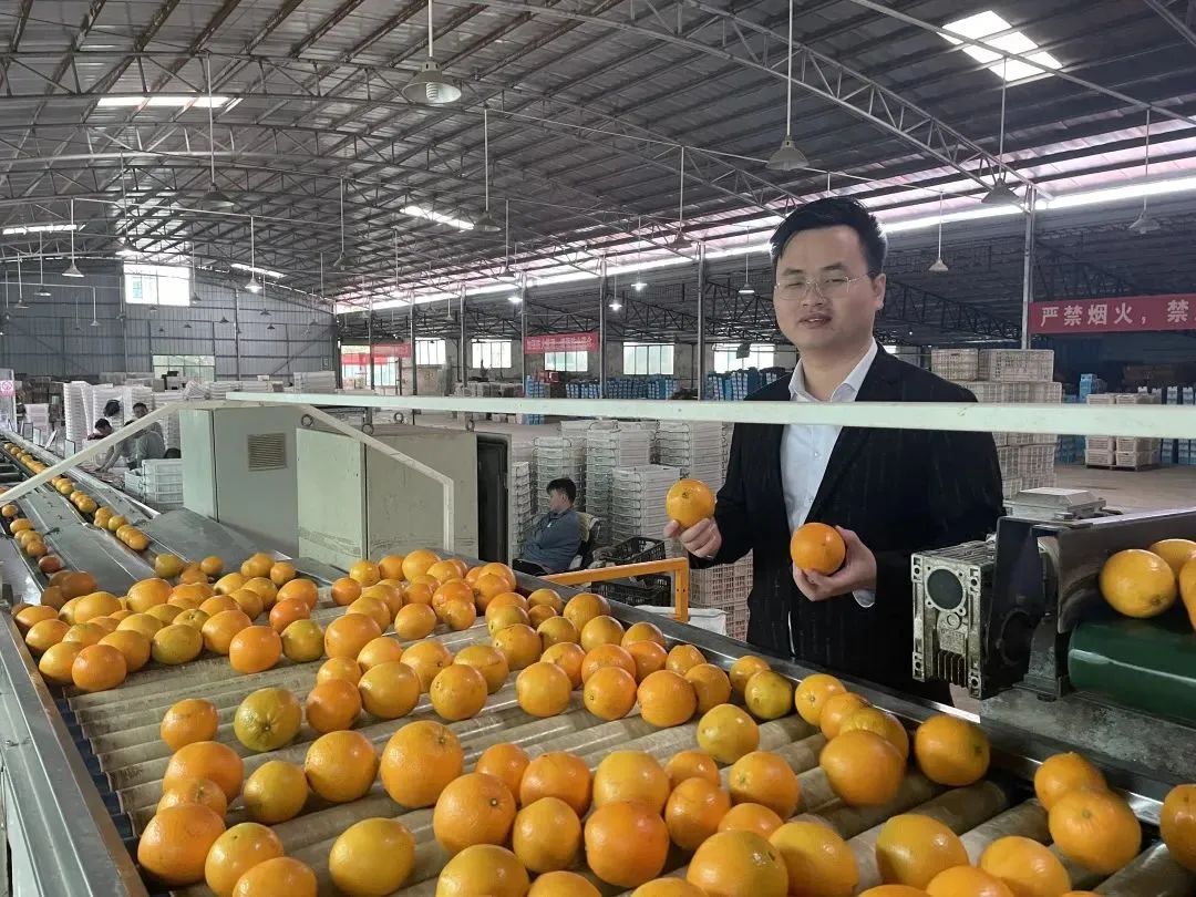 谁来接褚橙的班?