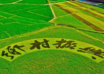 河北成安税务聚焦涉农产业需求，为乡村振兴送春风！