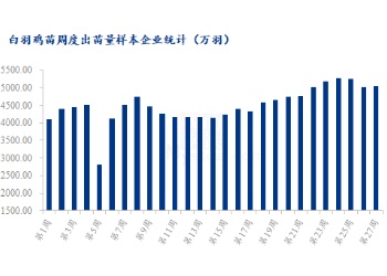 解读：“唱衰”两个月，白羽肉鸡价格为何依旧坚挺？