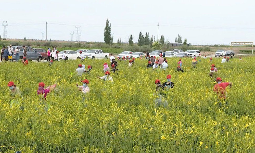 “致富花”助宁夏农民走上小康路