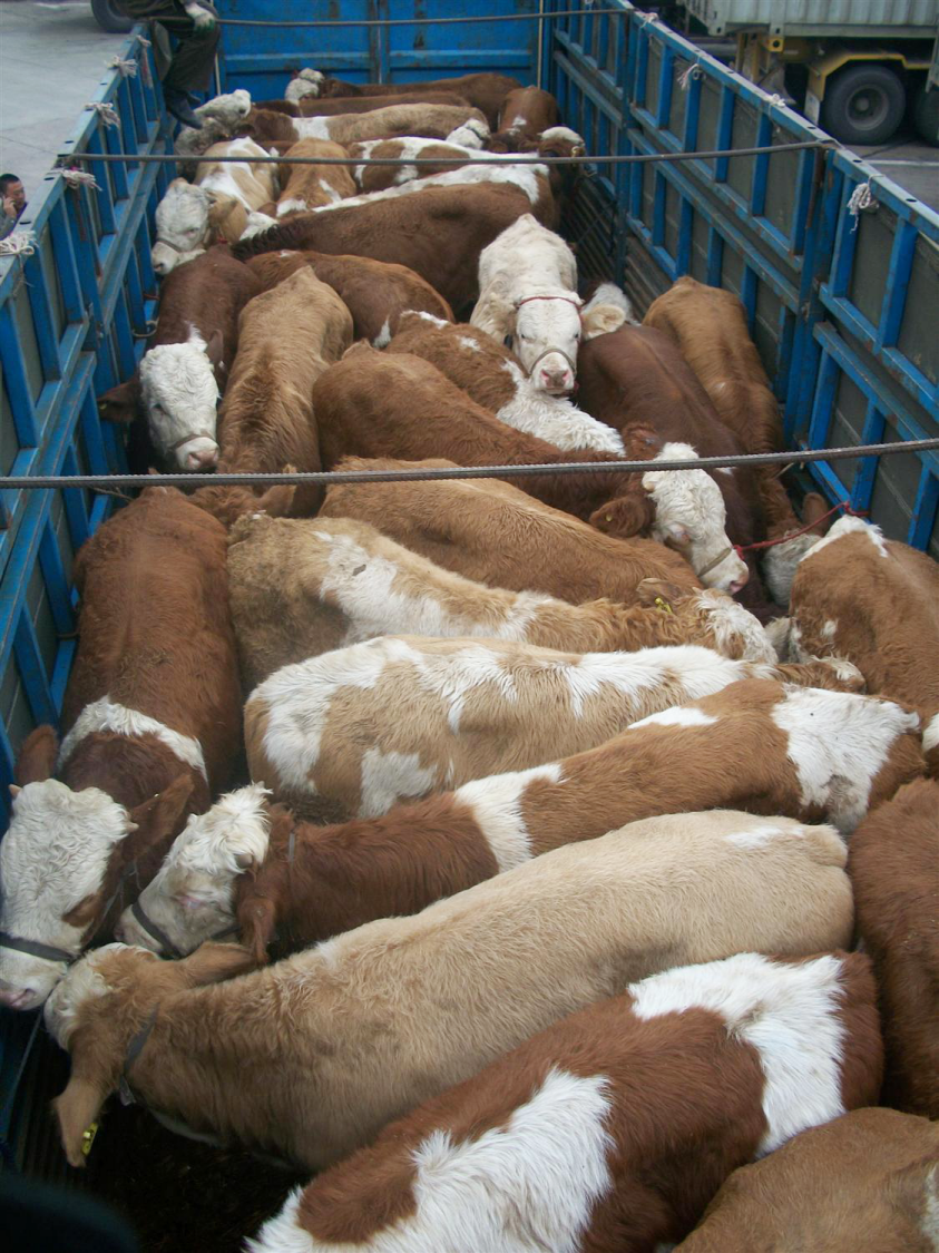 聊肉牛！任文俊：肉牛饲养的四大难点