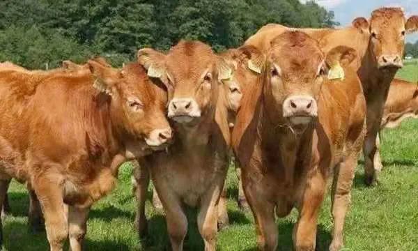 聊肉牛！任文俊：肉牛饲养的四大难点