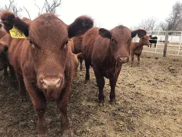 聊肉牛！任文俊：肉牛饲养的四大难点