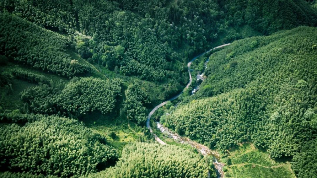 泡茶山泉水上市，助农夫山泉“纵横布局”再升级