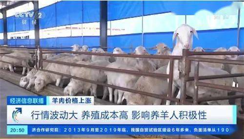 羊肉价格连涨8周，每公斤飙至82元！