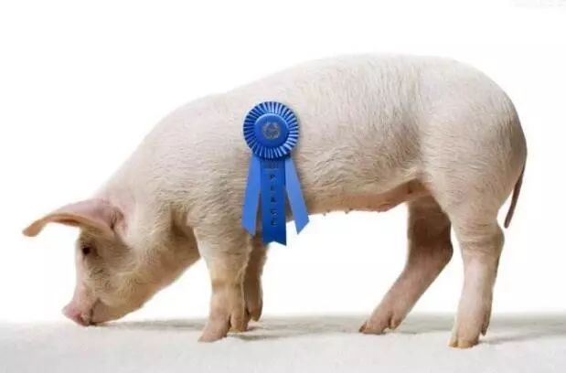 “2020全球顶级猪肉生产商”榜单出炉!中国温氏集团夺冠!