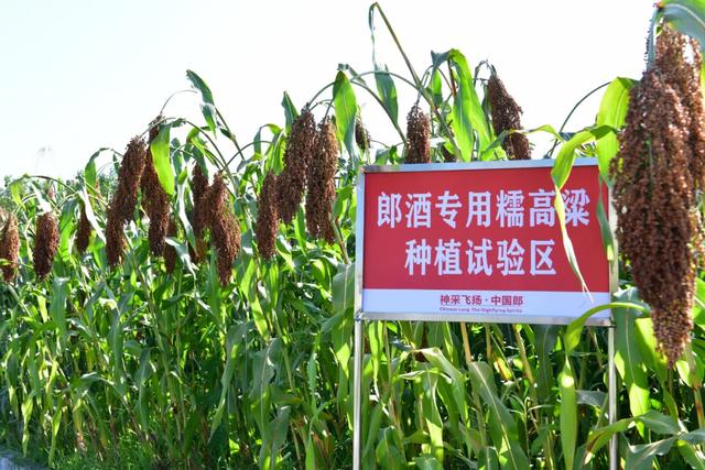 郎酒的未来,“赢”在供应链