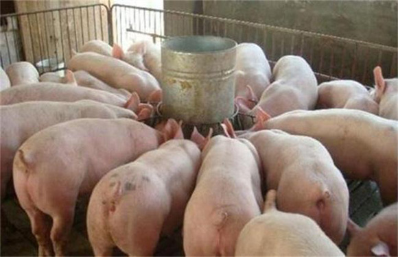 猪肉消费渐旺，猪价迎来反弹，北方再次进入“14时代”！