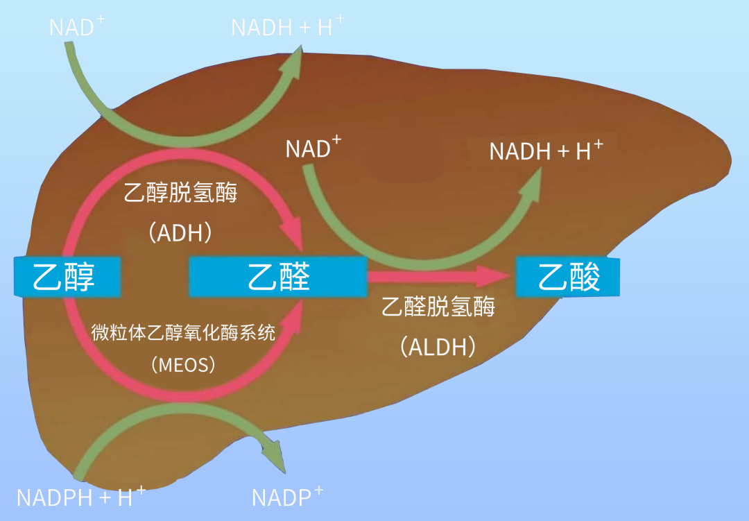 过年盘点“千杯不倒” 的解酒法,真正有效的是…