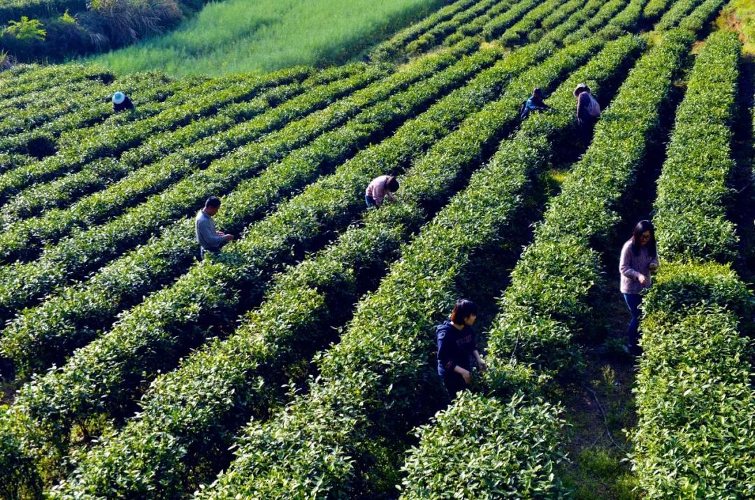 新塘:用茶产业助力农村现代化