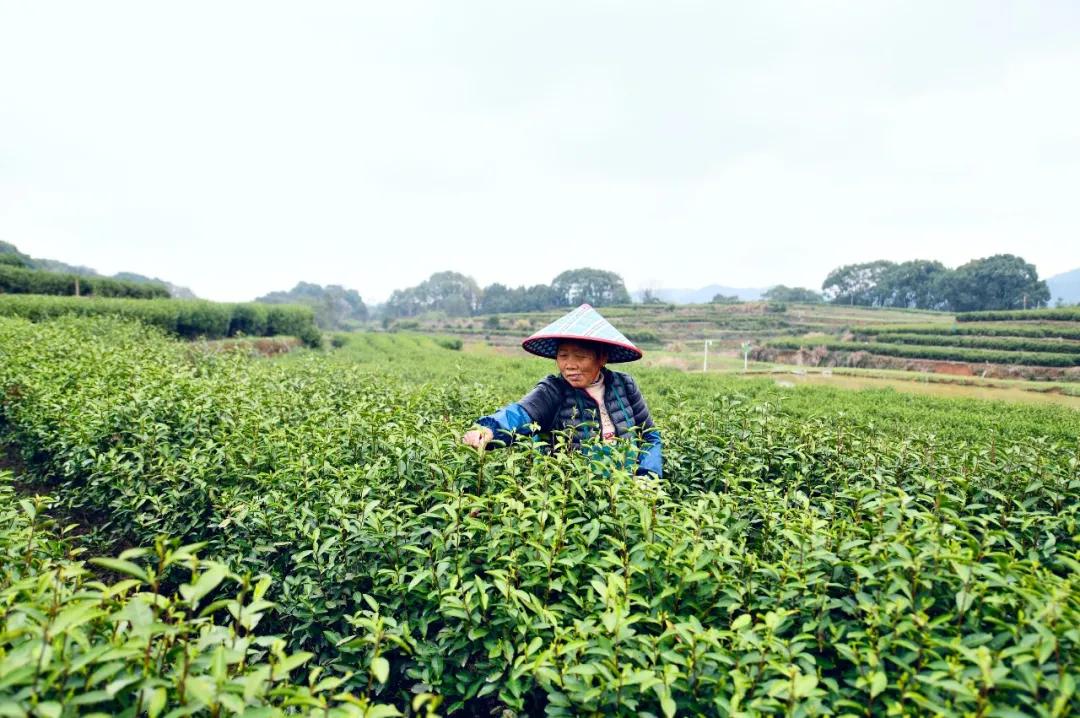 新塘:用茶产业助力农村现代化