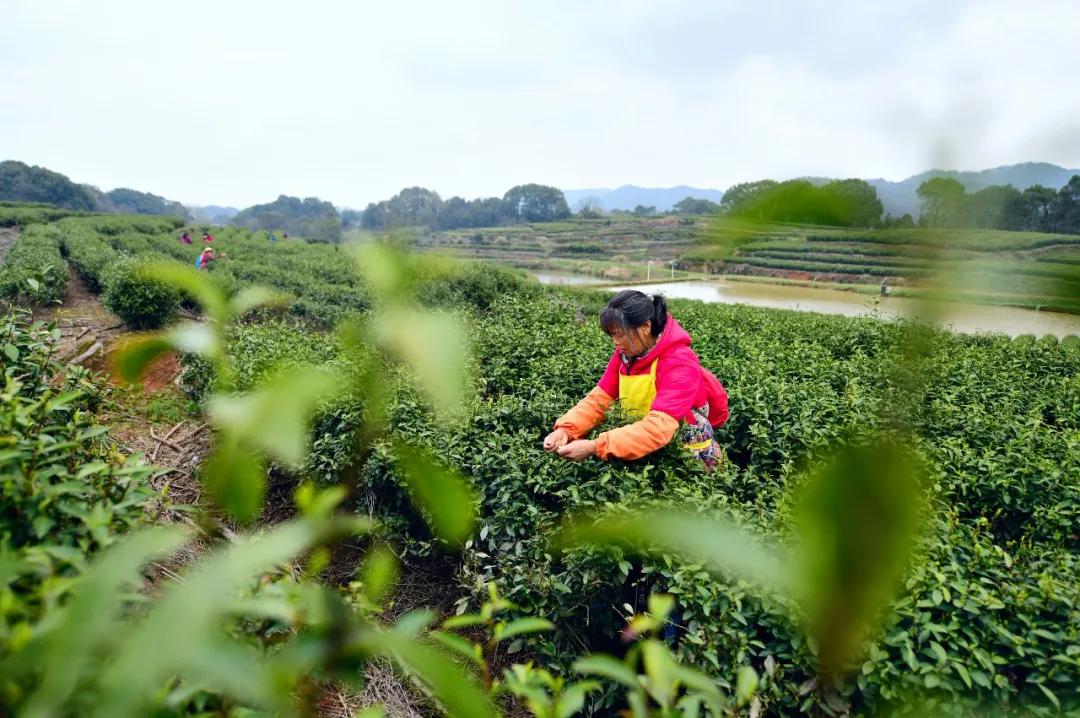 新塘:用茶产业助力农村现代化