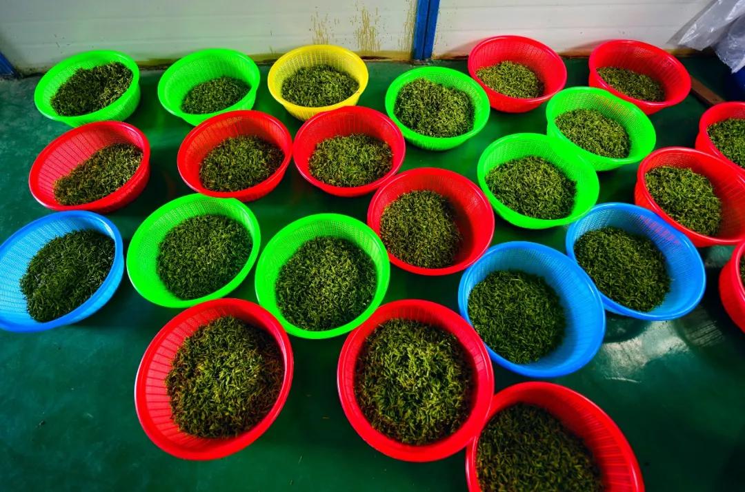 新塘:用茶产业助力农村现代化