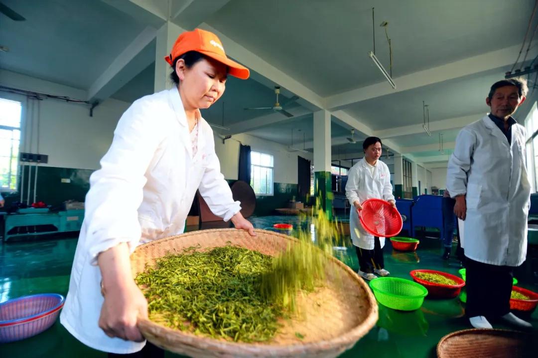 新塘:用茶产业助力农村现代化
