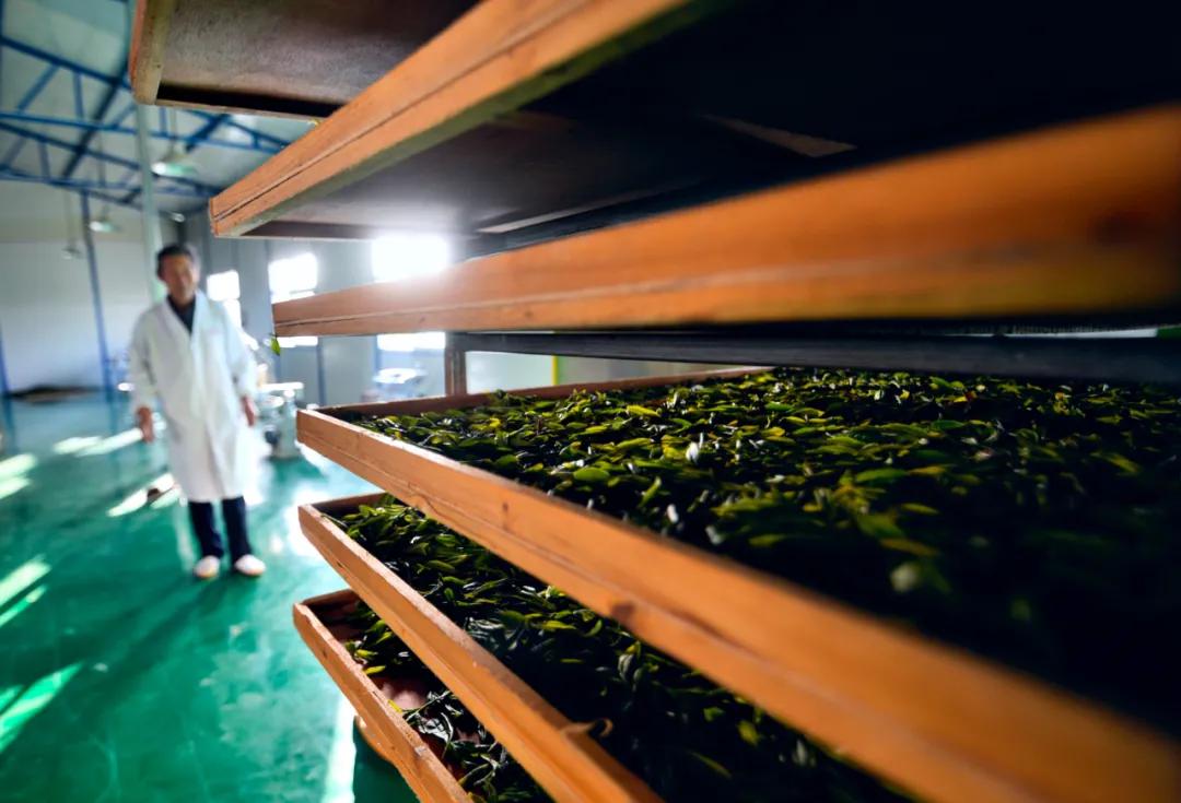 新塘:用茶产业助力农村现代化