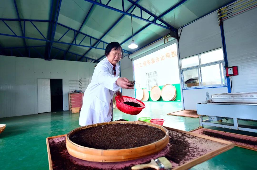 新塘:用茶产业助力农村现代化