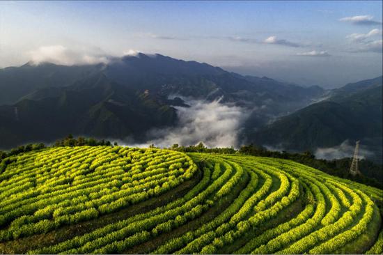 浙江缙云：科技赋能生态农业 千亩荒山变绿地