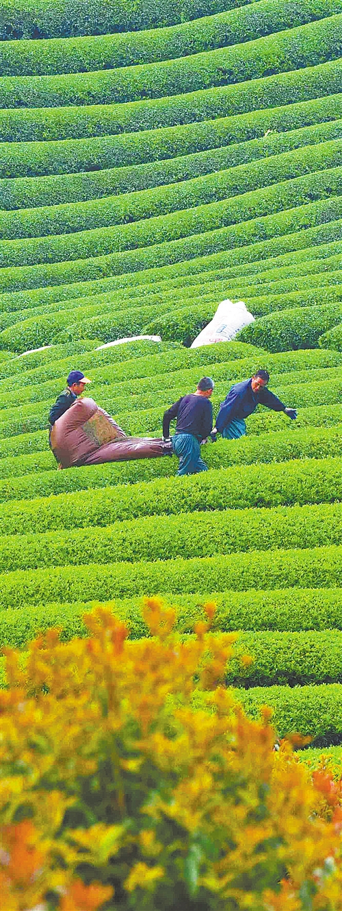 休闲农业不负春光,与春天撞个满怀