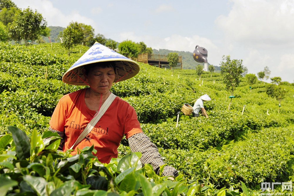 农业银行广东分行：服务乡村振兴 耕耘美丽南粤