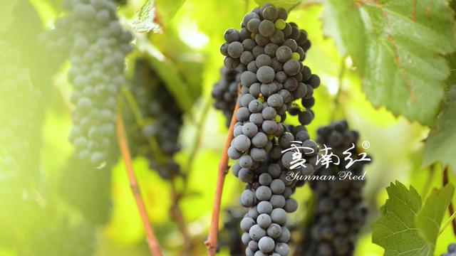 中国低纬度奇迹葡萄酒-云南红