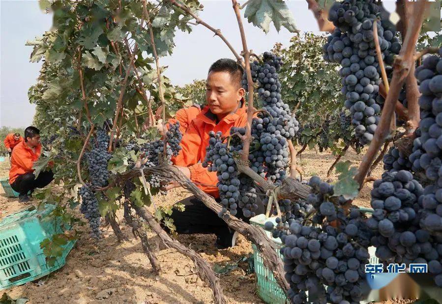昌黎:酿酒葡萄进入收获季