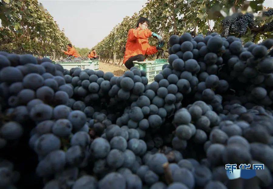 昌黎:酿酒葡萄进入收获季