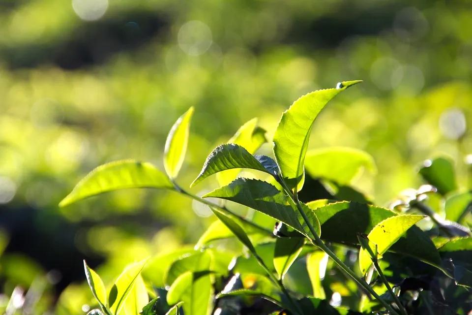 八马茶业:用差异化思维打造品牌