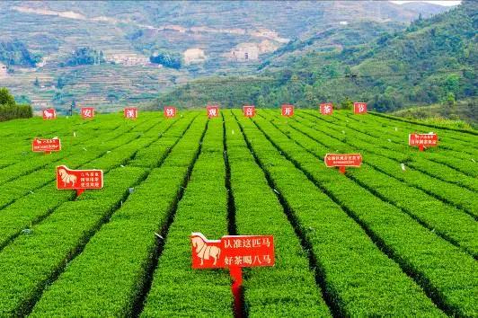 八马茶业:用差异化思维打造品牌