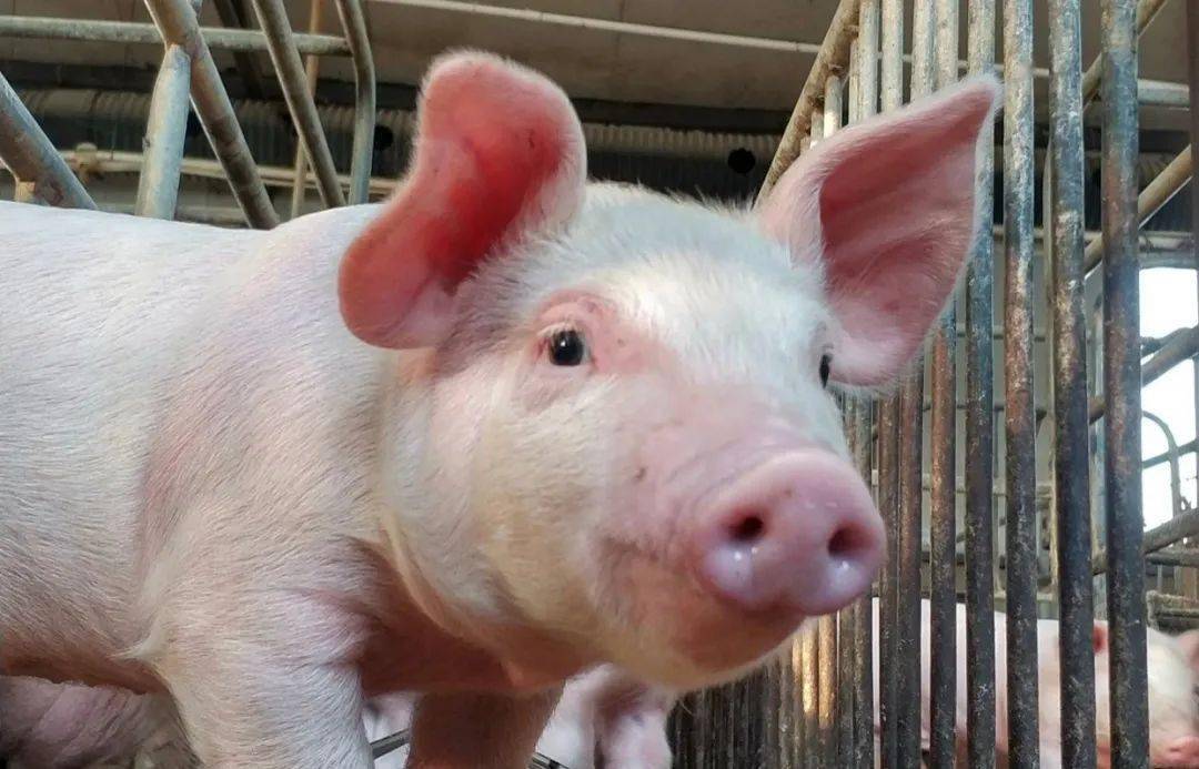 中国明年猪肉进口或下降30%