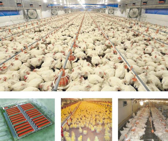 双汇:肉类龙头企业聚焦主业 有利肉类产业健康发展