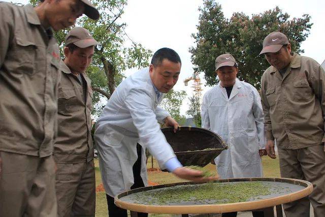 “制茶大师”林振传——振兴白茶，传承茶技