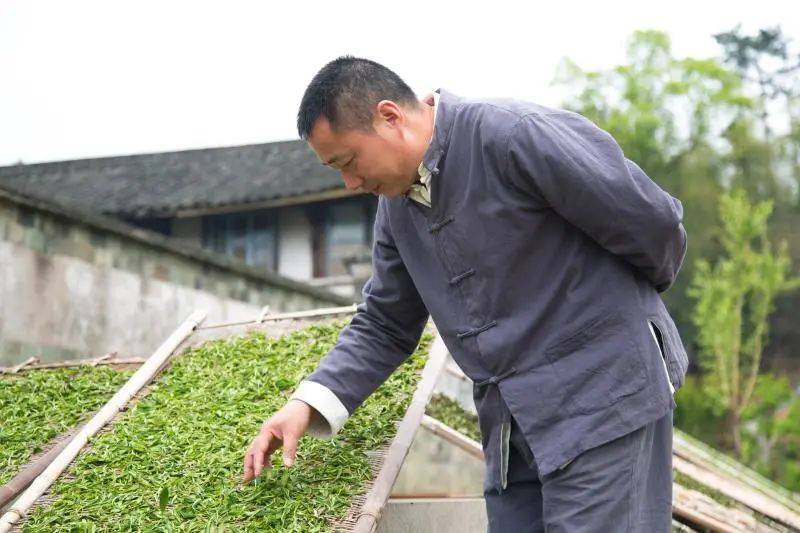 “制茶大师”林振传——振兴白茶，传承茶技