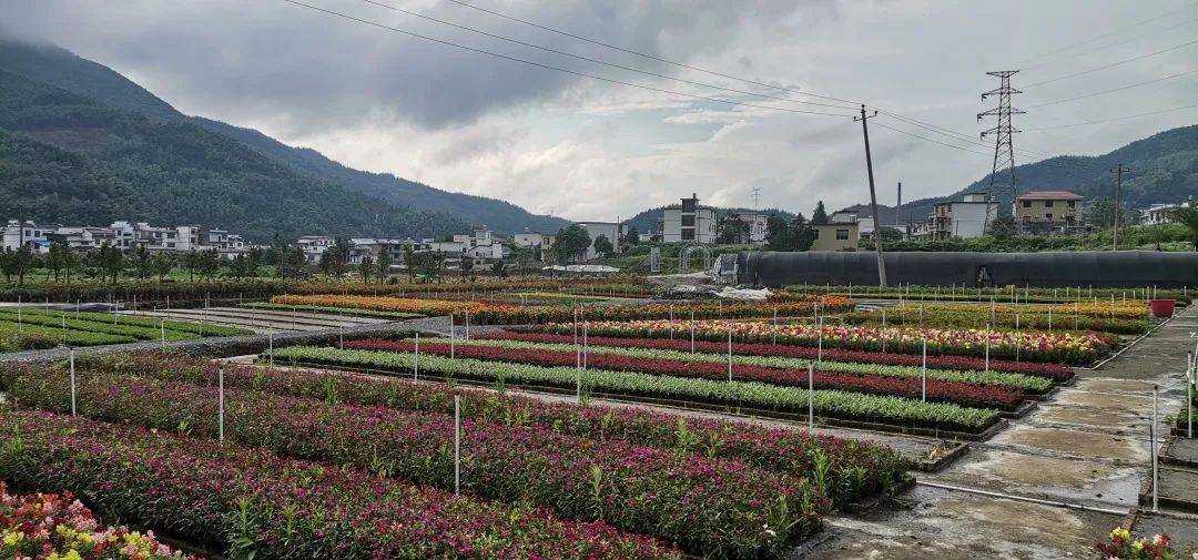 【新时代新农垦】上栗鸡冠山垦殖场的兴垦之路