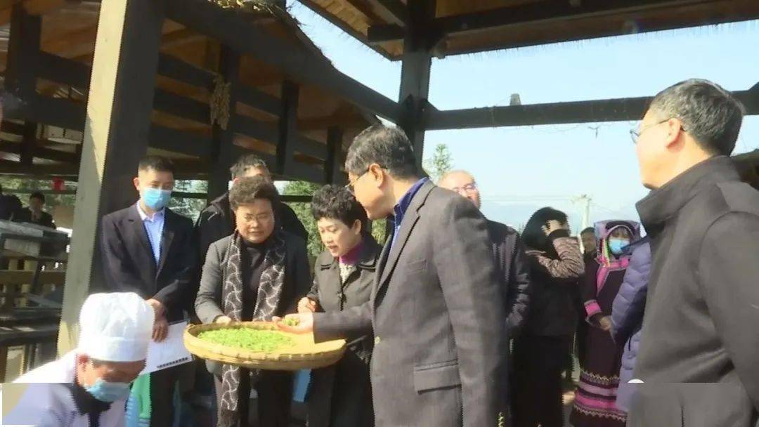 普安县举行“贵州绿茶”2021年第一采活动