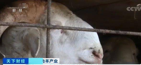 羊价疯了!全国羊肉缺口40万吨,专家:还得涨……