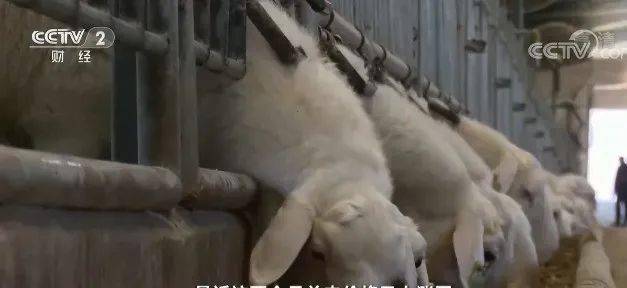 羊价疯了!全国羊肉缺口40万吨,专家:还得涨……