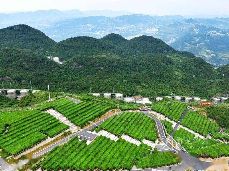 郎酒2020年年终盘点出炉!百年发展核心定位敲定