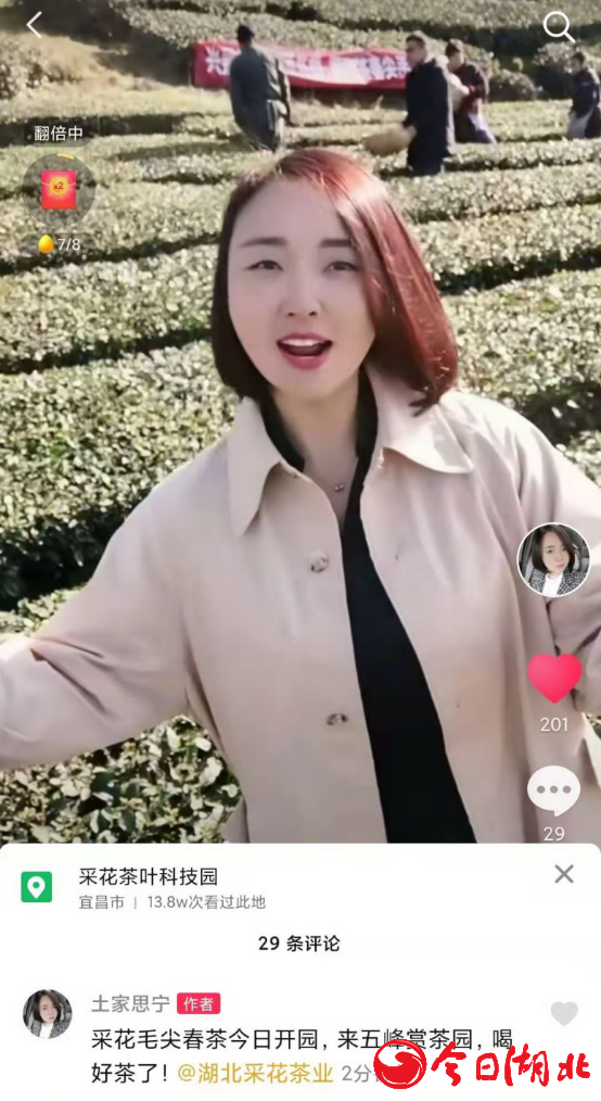 增收208万！来看五峰茶农的农业“产业经”